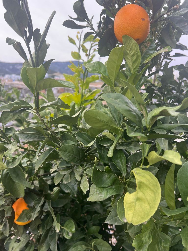 Michaels "Top 5 - Ernte-Feste in Nordzypern" für 2024